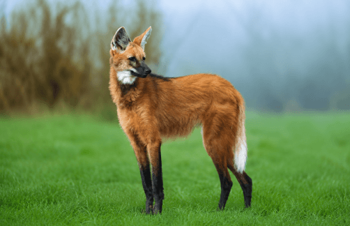 raposa